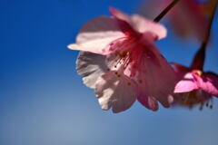 河津桜④