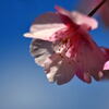 河津桜④