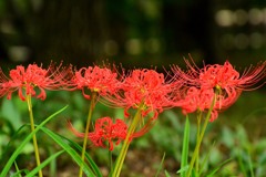 彼岸花⑦