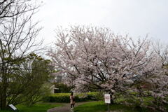 南公園のソメイヨシノ①