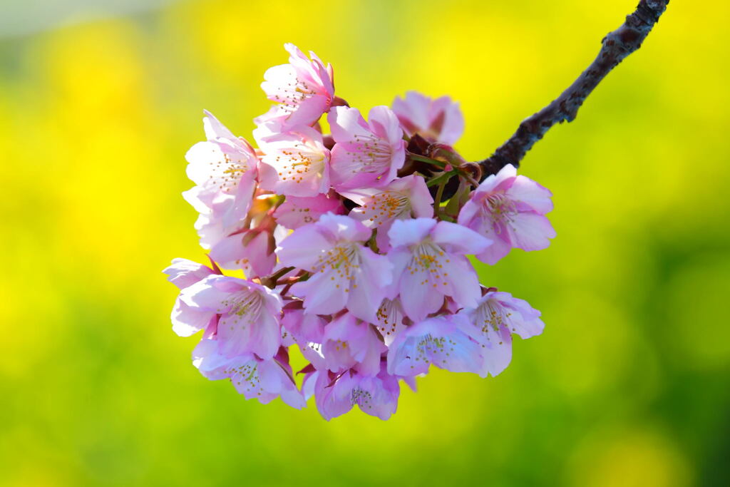 菜の花と河津桜（８）