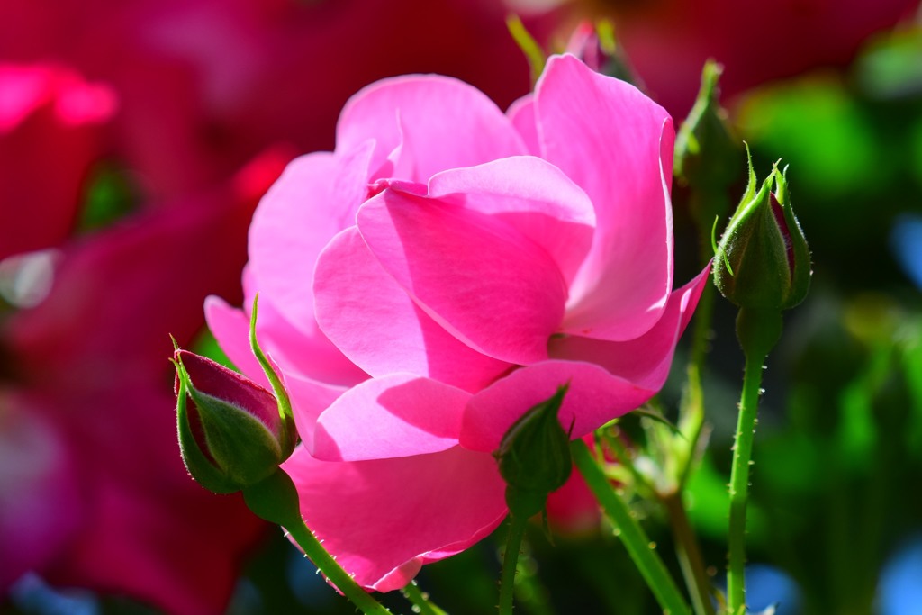 薔薇⑦