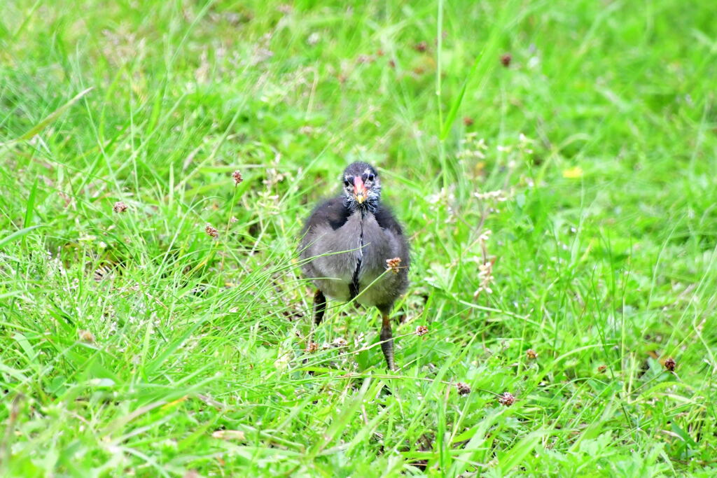 バン幼鳥⑤