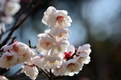 八重海棠②