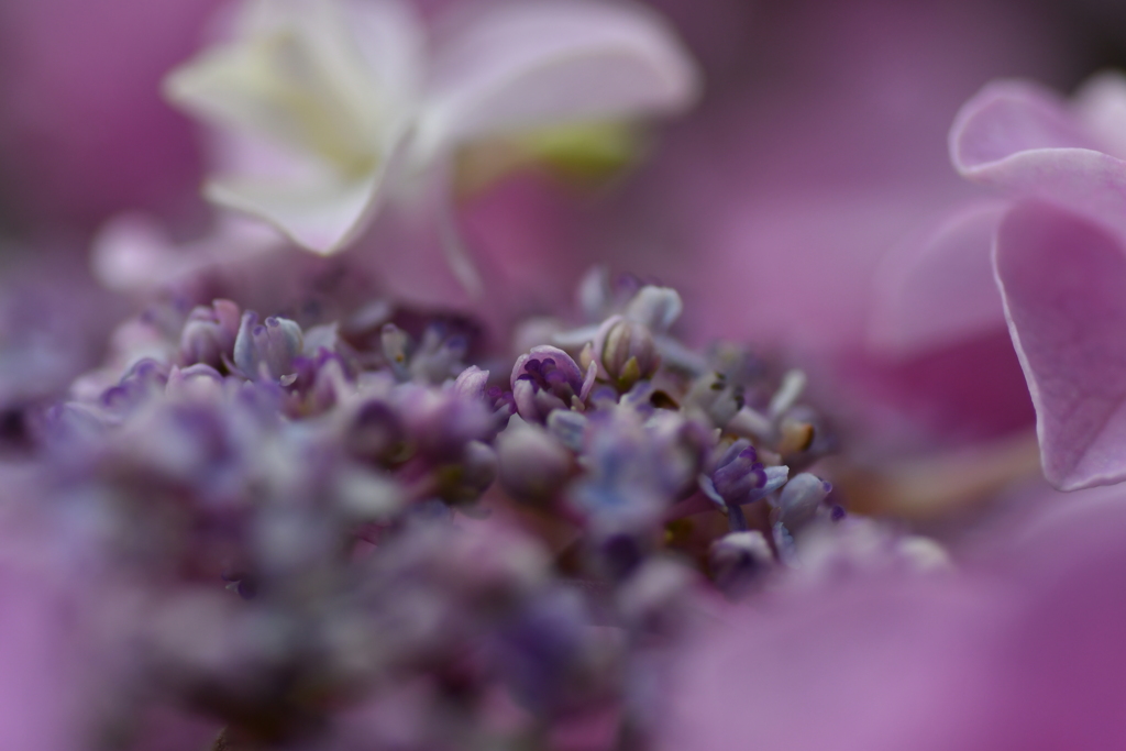 雨待ち紫陽花③