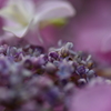 雨待ち紫陽花③