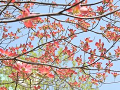 ハナミズキ①