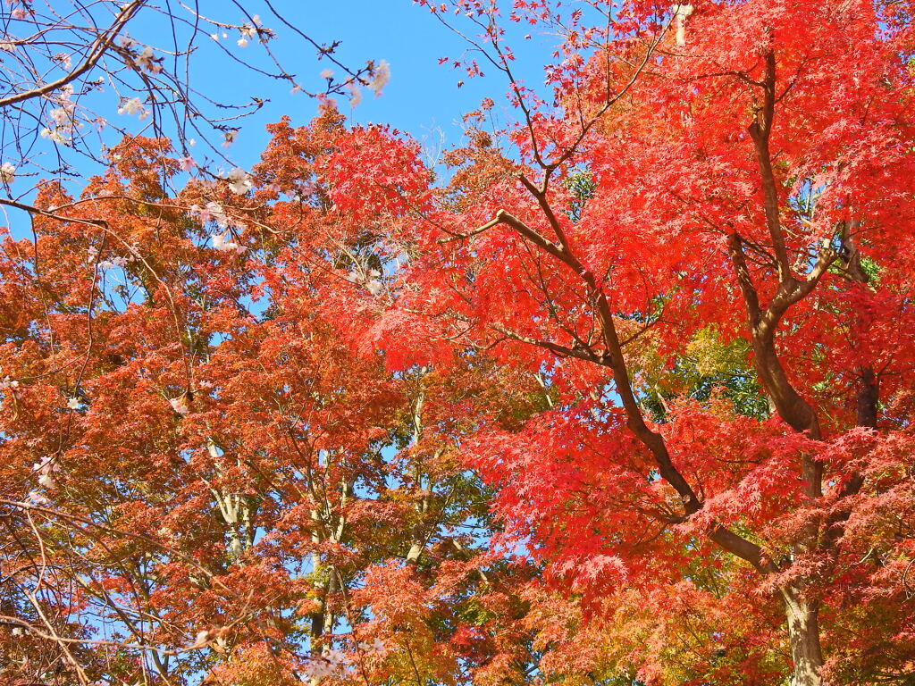 神戸市立須磨離宮公園④