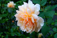 ハーブ園・秋薔薇⑥