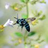 Blue Bee①