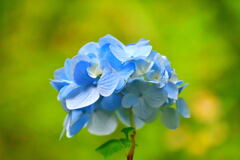 須磨離宮・紫陽花⑰