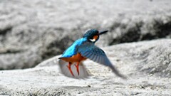 カワセミ③