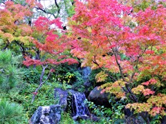 神戸市立相楽園の紅葉⑤
