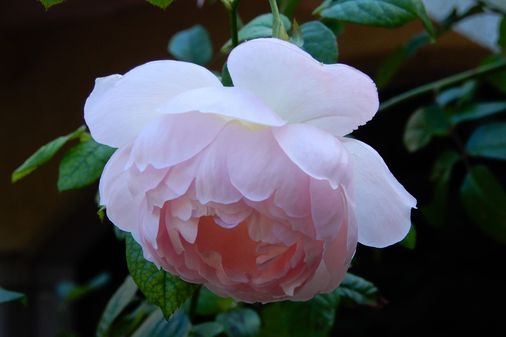 ハーブ園・秋薔薇③