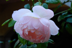 ハーブ園・秋薔薇③