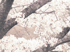 RIMG0970_effected