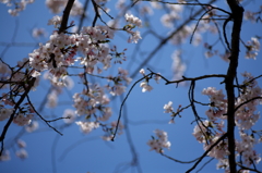 sakura
