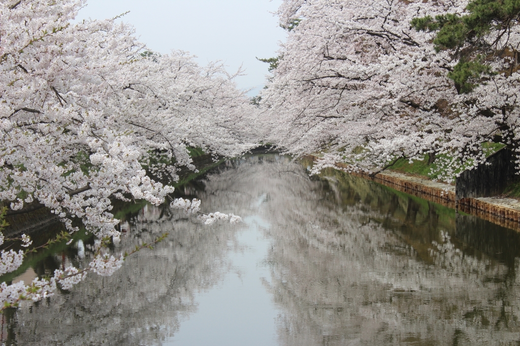 さくら池