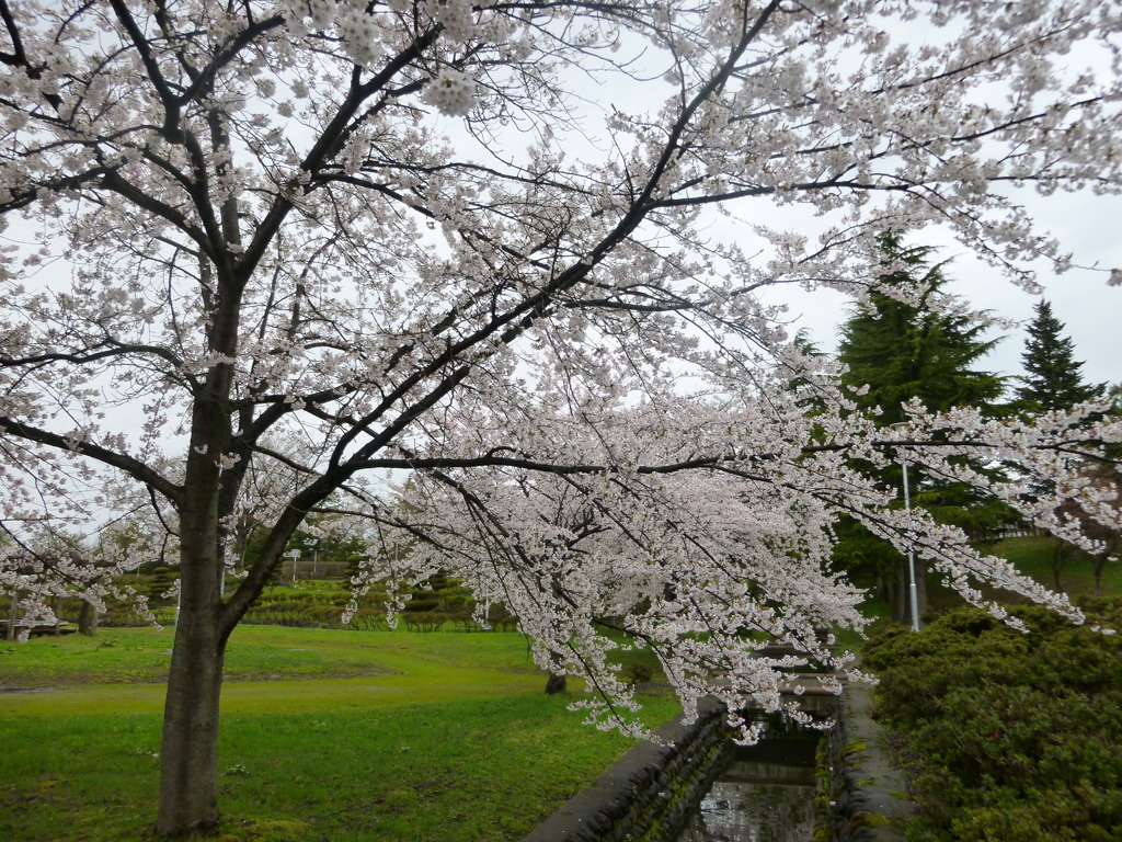 桜