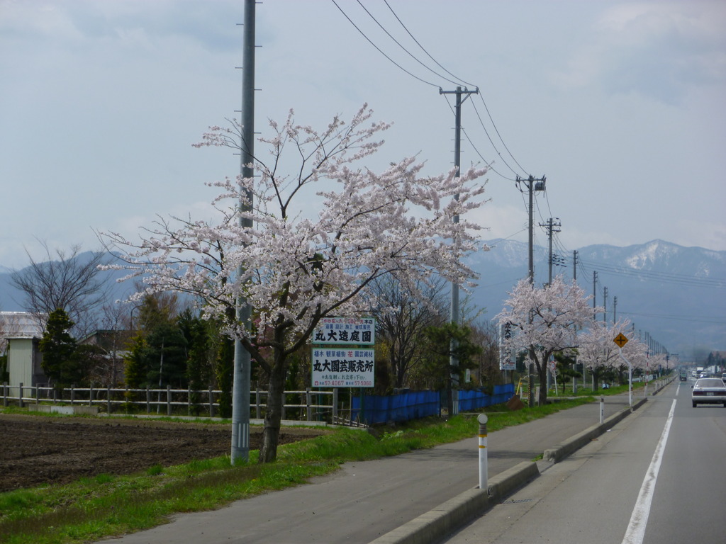 さくら街道