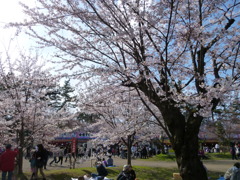 桜祭り