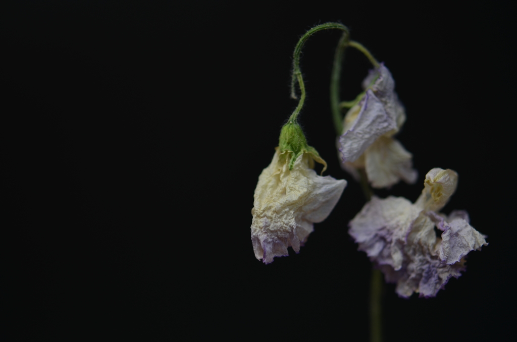 黒花