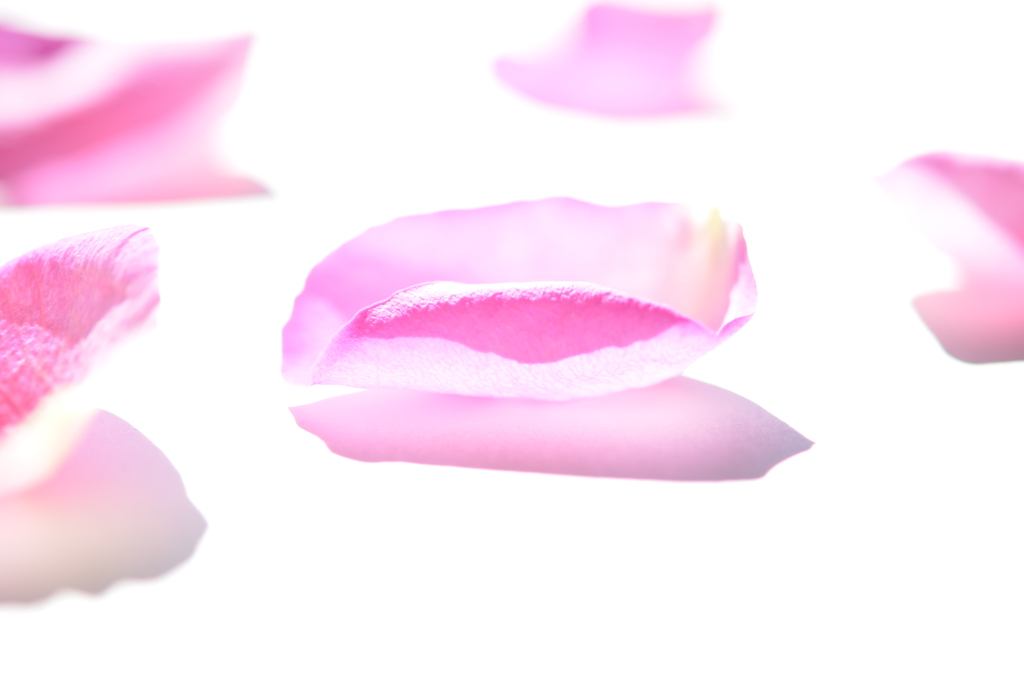 花びら