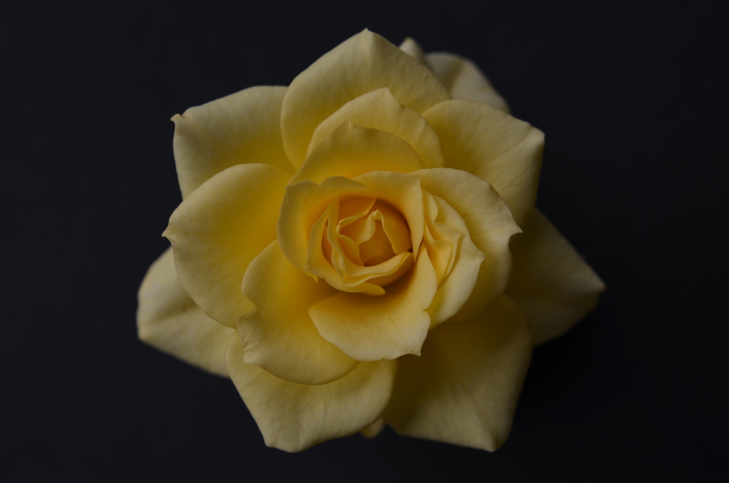 薔薇