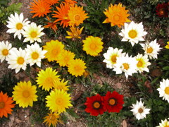 また五月なれば