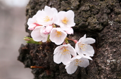 けなげに咲いていた桜