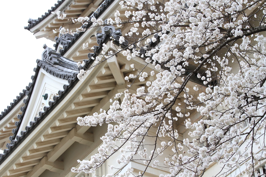 桜とお城