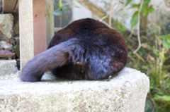 江ノ島のおはぎ２