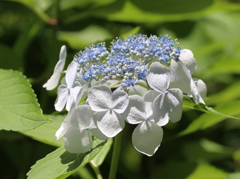 晴天の紫陽花
