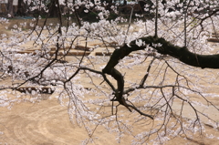 小田原城公園の曲輪の庭園跡と桜