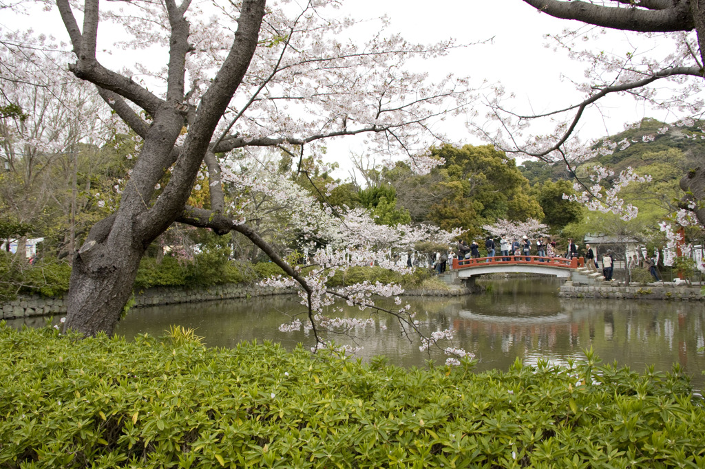 桜