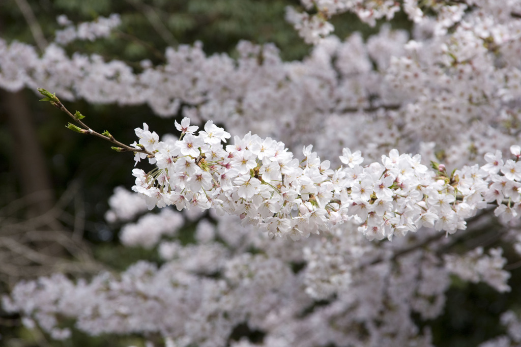 桜