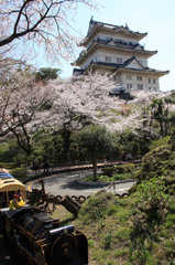 小田原城と桜