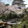 小田原城と桜