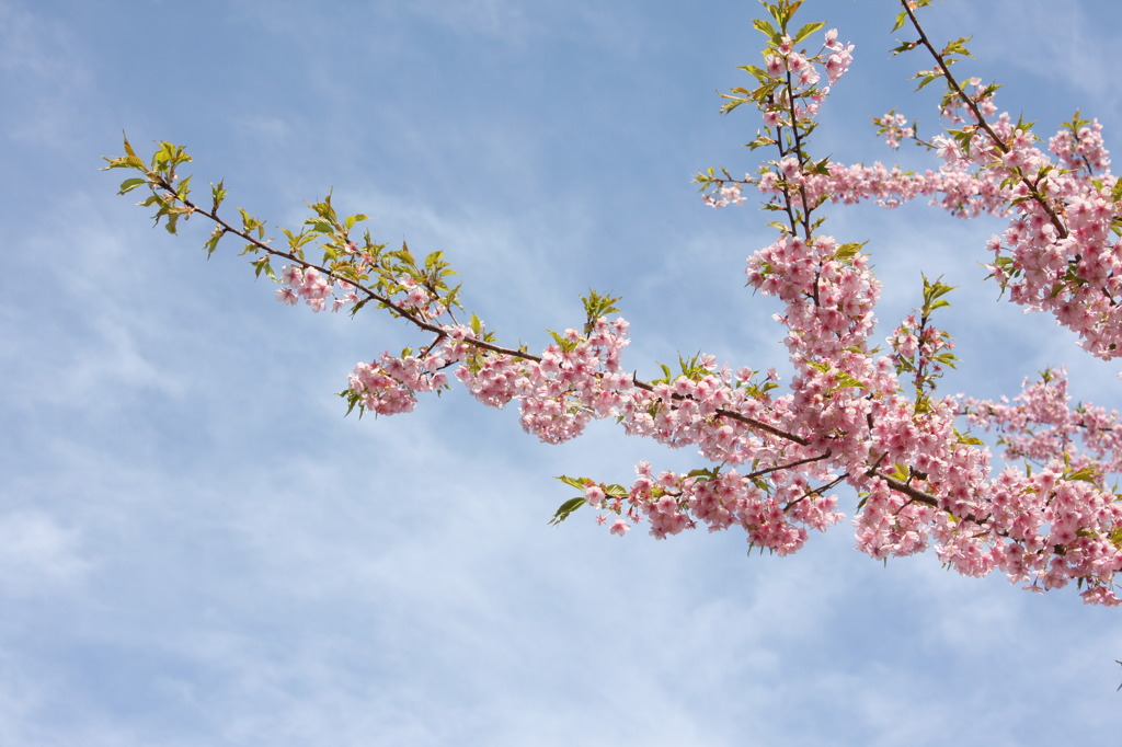 河津桜