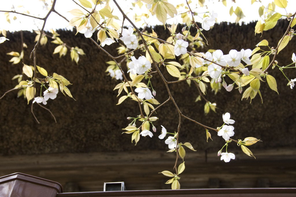桜