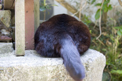 江ノ島のおはぎ１