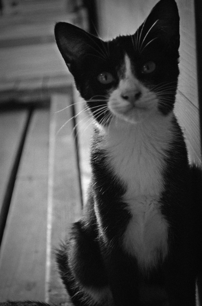 白と黒の