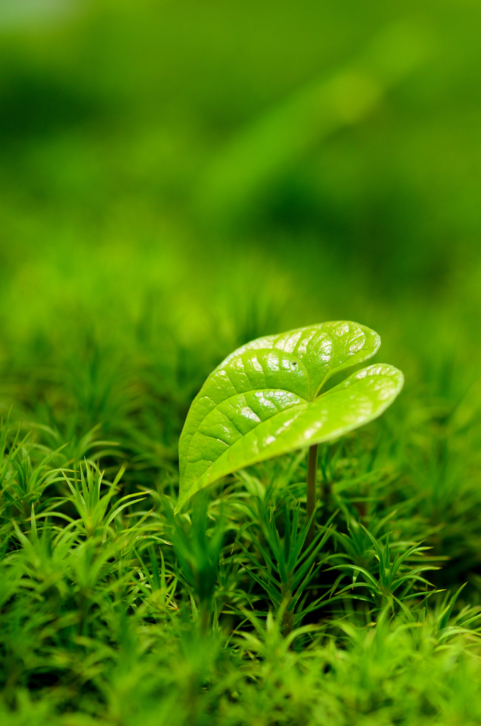 green