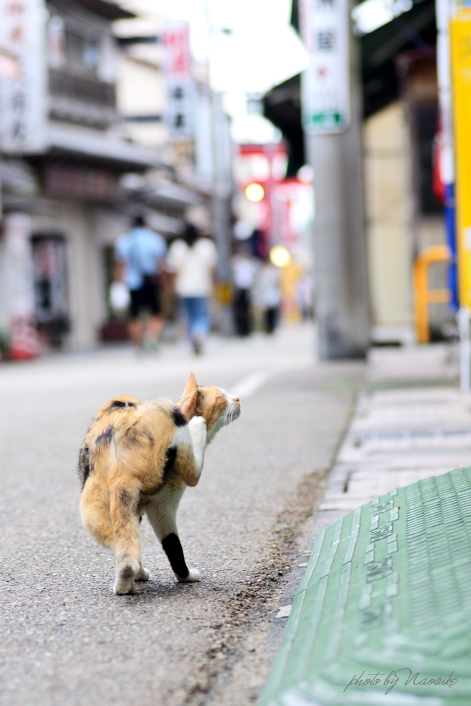 いつものパトロールへ