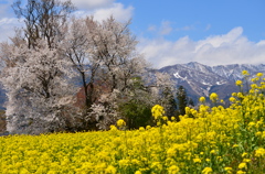 陽気な春