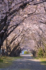 桜の季節