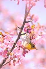 春が来た