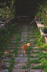 公園の猫