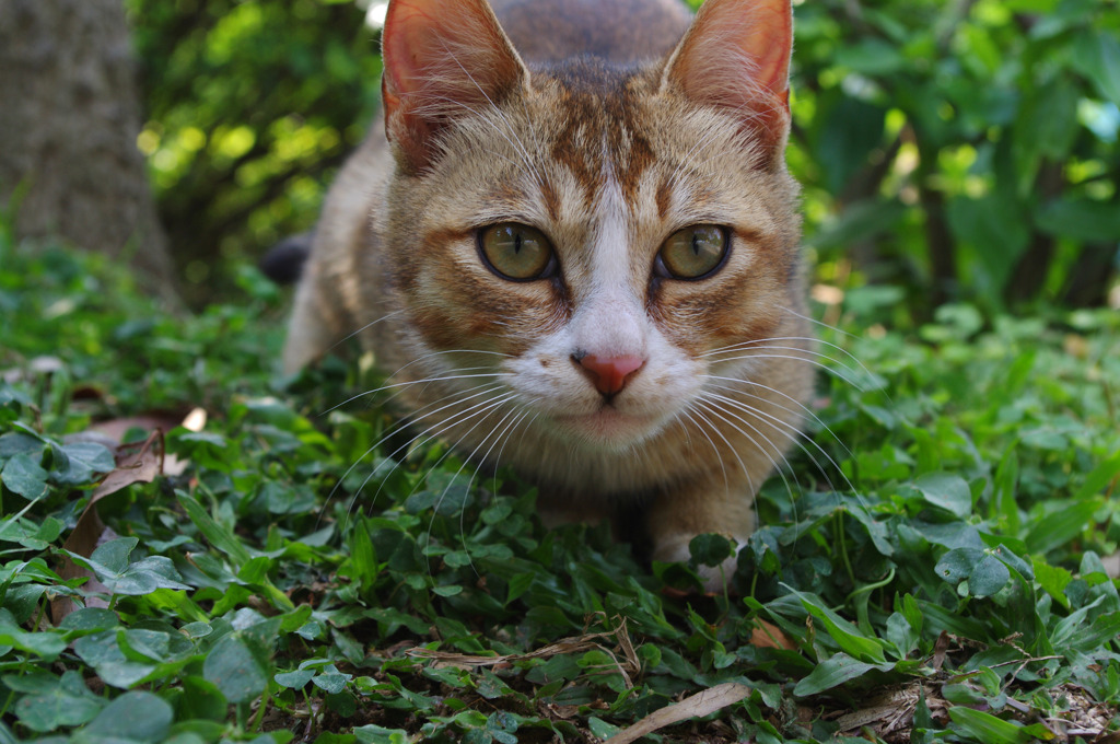 猫