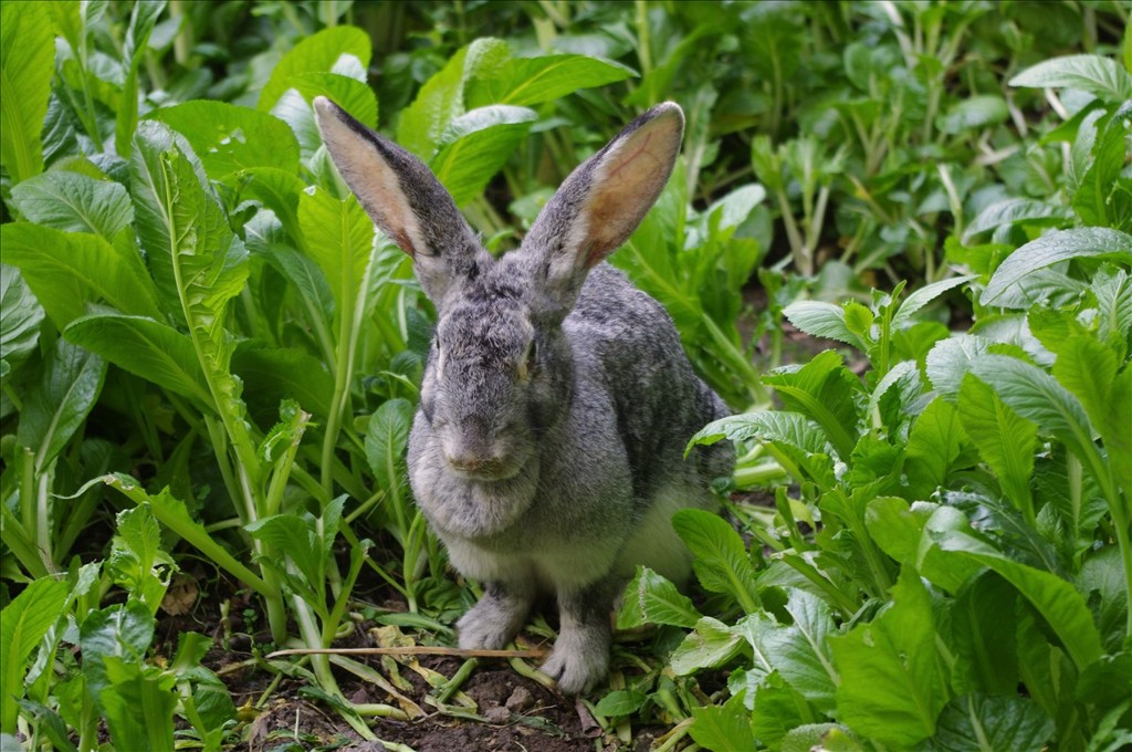 ウサギ